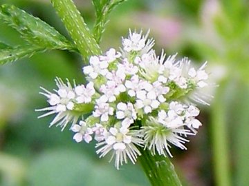 Torilis nodosa / Lappolina nodosa